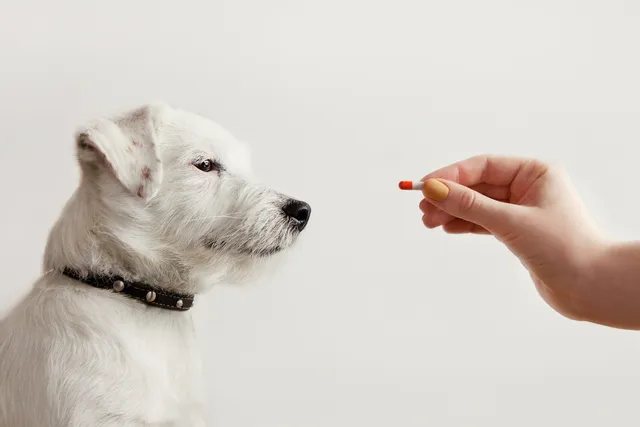 Probiotics for Dogs: Vet-Reviewed Benefits, Risks & Considerations