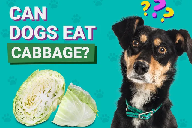 Can Dogs Eat Cabbage? Vet-Verified Nutrition Facts & Info