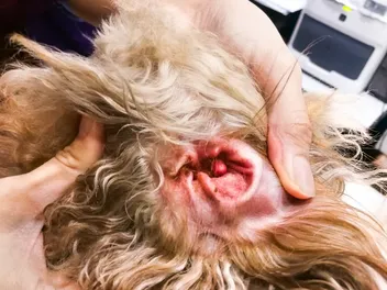 My Dog's Ear Infection Won't Go Away, What's Wrong? Vet-Verified Facts & FAQ