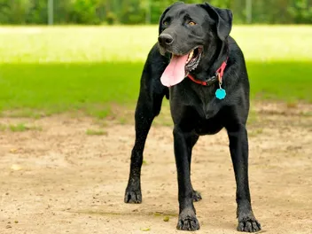 How Tight Should a Dog Collar Be? Vet-Approved Fitting Guide