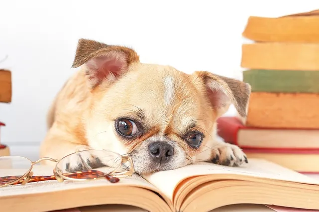 Are Dogs Allowed in Barnes & Noble? 2026 Update