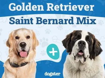 Golden Saint Dog Breed: Info, Pictures, Care & More