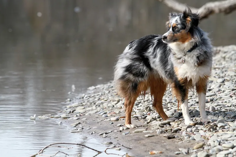 Merle Australian Shepherd