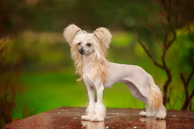 Chinese Crested Dog Breed: Info, Pictures, Traits & Care