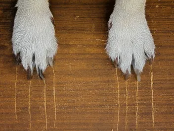 Why Do Dogs Scratch the Floor? 10 Vet-Reviewed Reasons Explained