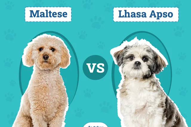 Maltese vs. Lhasa Apso: The Differences (With Pictures)