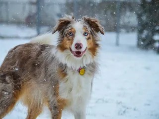 Border Collie Aussie Mix: Info, Pictures, Care Guide & More