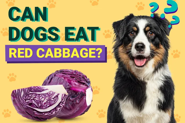 Can Dogs Eat Red Cabbage? Vet-Verified Nutrition Facts & Info
