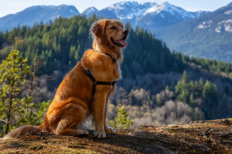 Golden Retriever wearing a harness while sitting by a cliff