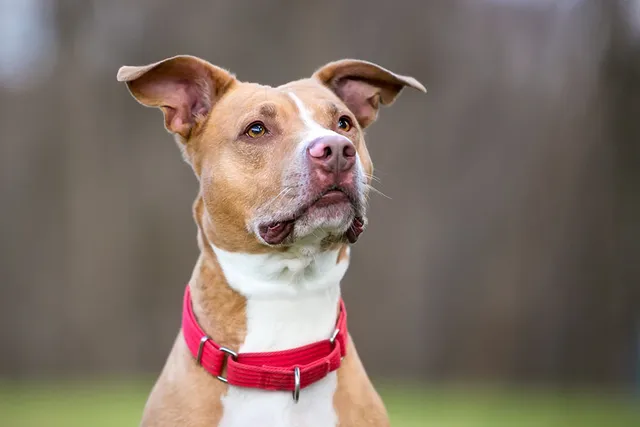 American Pit Bull Terrier Dog Breed: Info, Pictures, Care, Traits & More