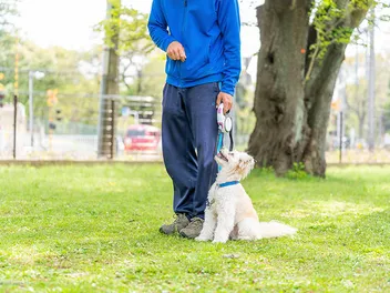 8 Major Benefits of Training Your Dog: Vet-Approved Tips
