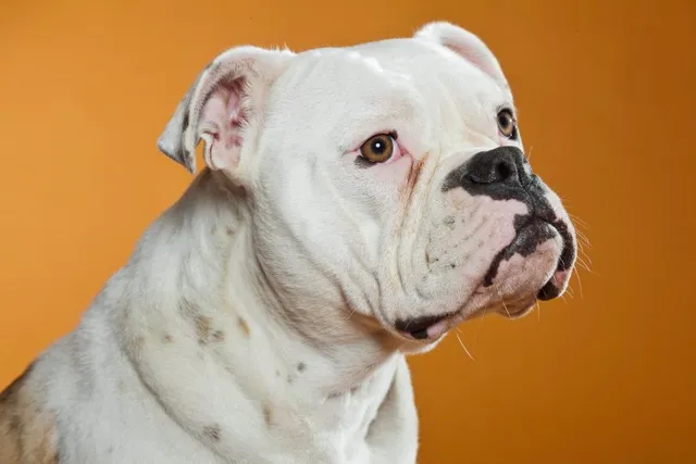 EngAm Bulldog Dog Breed: Info, Pictures, Care & More