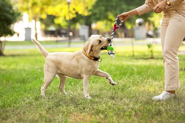 12 Off-Leash Dog Parks Near Golden, CO (2026 Update)