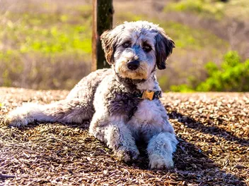 12 Types of Aussiedoodle Colors & Patterns (With Info & Pictures)