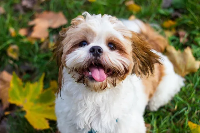 Why Do Shih Tzus Stink? 4 Vet-Reviewed Reasons & Solutions