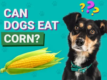Can Dogs Eat Corn? Vet-Reviewed Facts & Nutritional Benefits