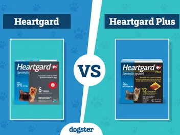 Heartgard vs. Heartgard Plus: Vet-Verified Differences?