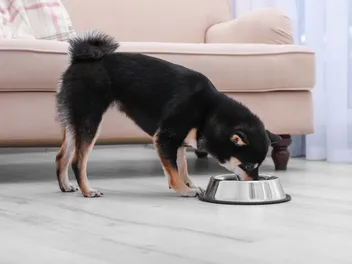 6 Best Dog Foods for Firm Stools in 2026 - Reviews and Top Picks