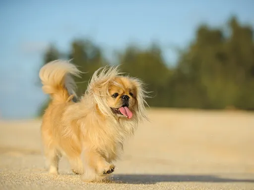 Pekingese
