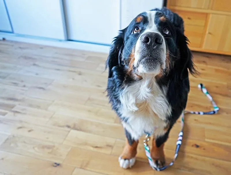 bernese-mountain-dog-on-a-leash