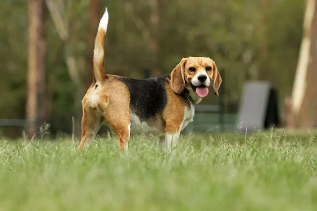 Do Beagles Make Good Pets? Pros, Cons & Advice