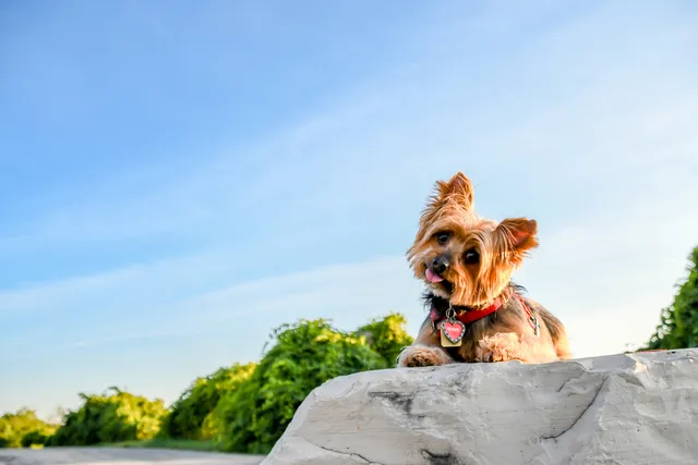 What to Put on a Dog Tag: 6 Pieces of Important Information