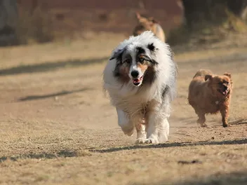 8 Fun Off-Leash Dog Parks in Riverside, CA (2026 Update)
