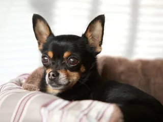 How Big Is a Chihuahua's Brain? Vet Approved Facts & FAQ