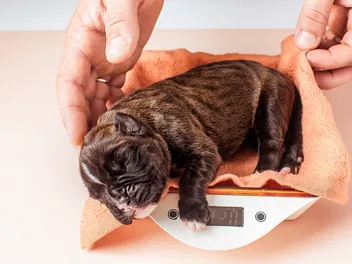 Can You Touch Newborn Puppies? Vet-Verified Handling Risks & Advice