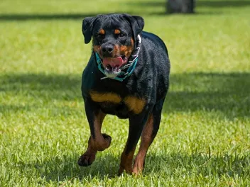 8 Amazing Off-Leash Dog Parks in Fairfax County, VA (With Pictures)