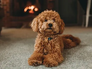 Are Poodles Smart? Canine Intelligence Explained