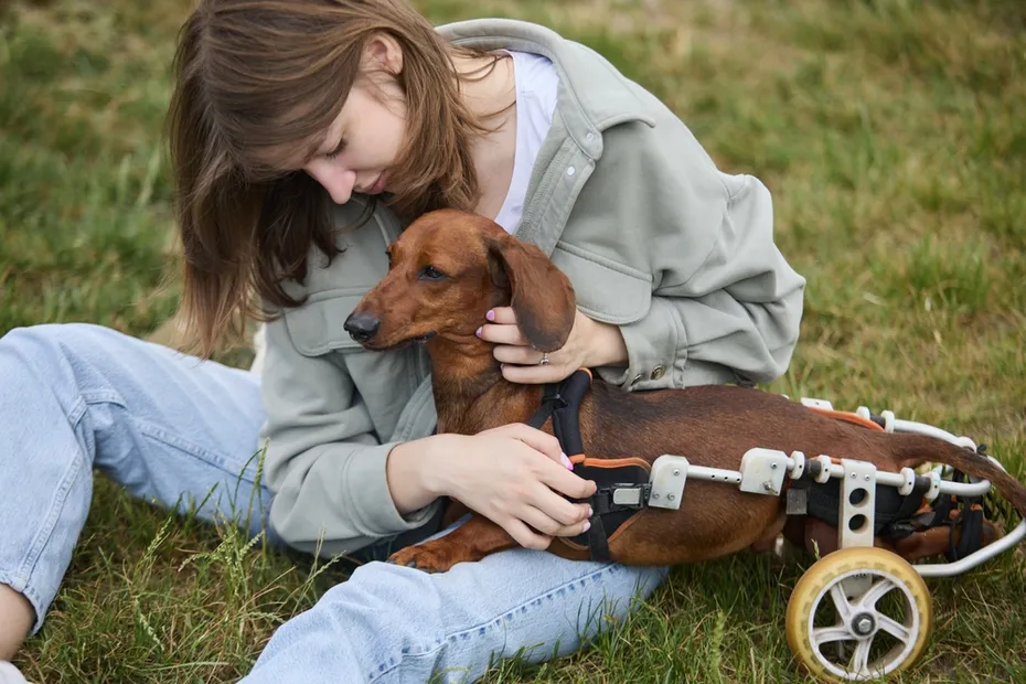 Young woman cuddling her handicapped Dachshund in the yard