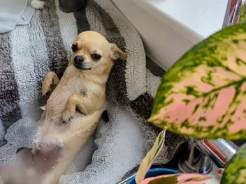 The Harsh Reality of Life with 10 Pets Part 1: Dogs Don't Take Days Off