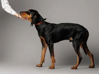 Black and Tan Coonhound: Breed Info, Pictures, Traits & Care