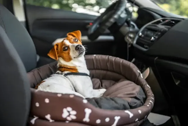 Traveling with a Dog to Canada: 7 Tips Before You Leave Home