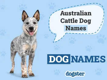 200 Popular Dog Names for Australian Cattle Dogs: Fun Ideas For Your Pup