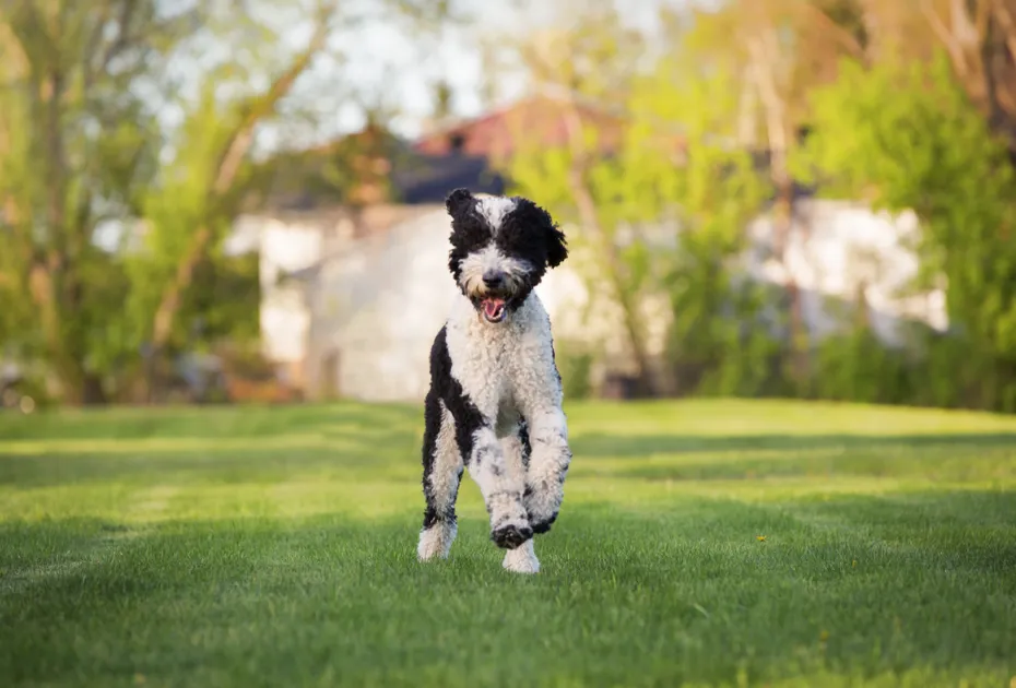 Sheepadoodle-dog-running-in-the-park-summertime