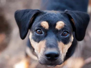 Meagle (Miniature Pinscher & Beagle Mix): Info, Pictures, Care & More