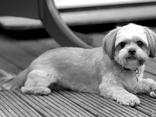 ShiChi Dog (Chihuahua & Shih-Tzu Mix): Info, Pictures, Care & More