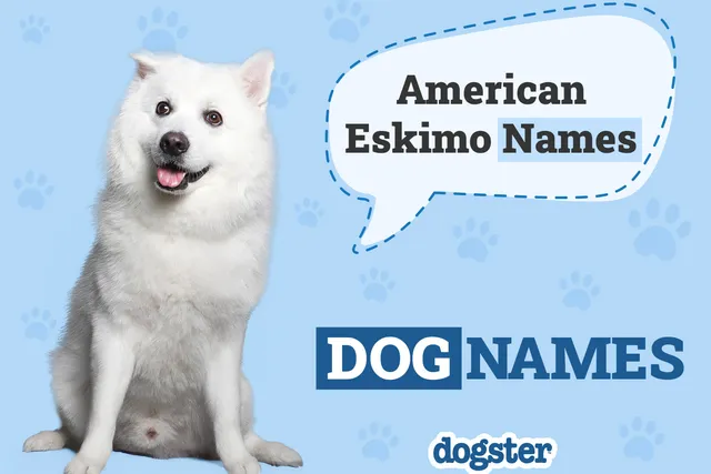 200 Popular & Unique American Eskimo Dog Names: Ideas for Adorably Fluffy Dogs