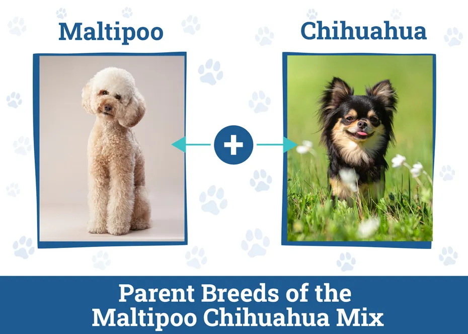 Parent Breeds of the Maltipoo Chihuahua Mix