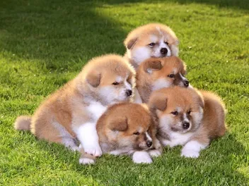 When Can Puppies Go Outside for the First Time? Vet-Reviewed Guide