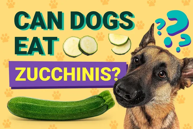 Can Dogs Eat Zucchinis? Vet-Verified Info, Benefits & Risks