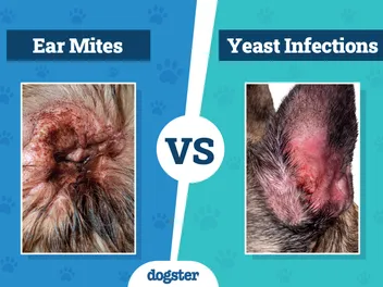 Dog Ear Mites vs Yeast Infections: Vet Tips to Tell the Difference