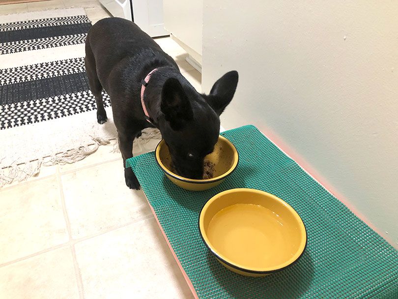 black dog eating dr. marty nature's blend dog food