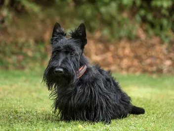 Do Scottish Terriers Bark a Lot? Vet-Verified Behaviors Explained & Tips to Help