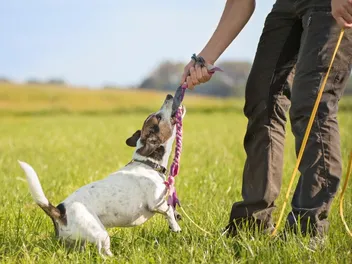 How Long Should I Play with My Dog? Vet Reviewed Health & Care Tips
