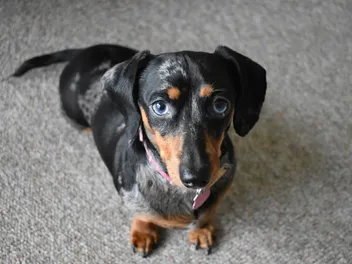 Why Is My Dachshund Coughing? 12 Vet-Reviewed Reasons