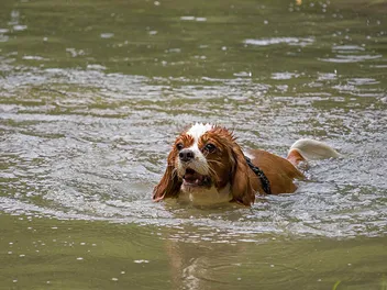 Do Cavalier King Charles Spaniels Like Water? Vet-Reviewed Facts & Swimming Tips