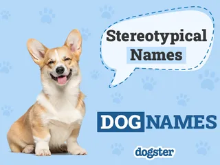 230 Stereotypical Dog Names: Most Classic & Common Options